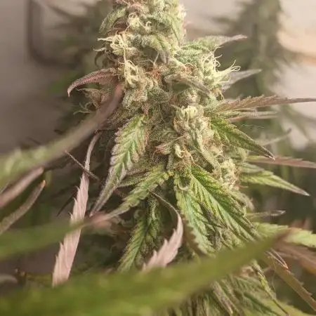 Super Fried Applez ‍♂️🍗🍎