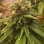 Sour Grape Diesel - James Loud