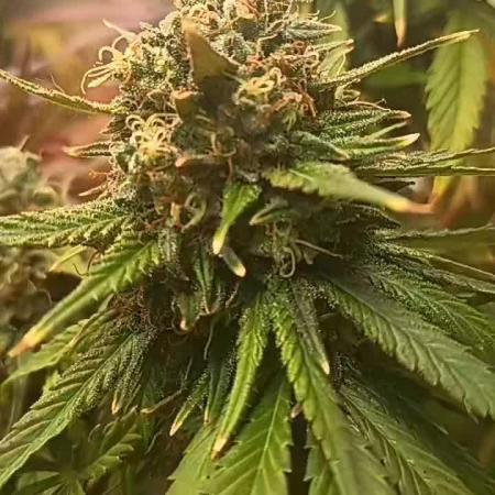 Sour Grape Diesel - James Loud