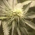 Sour Grape Diesel - James Loud