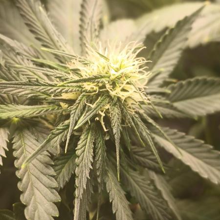Sour Grape Diesel - James Loud