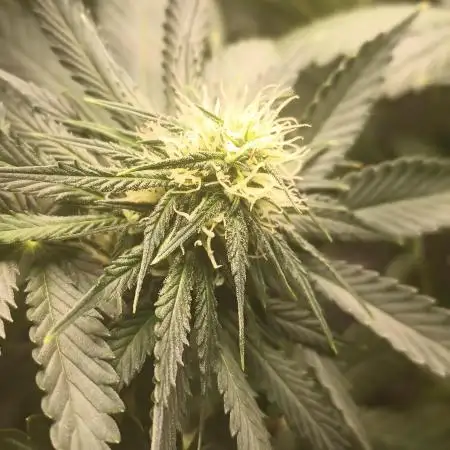 Sour Grape Diesel - James Loud
