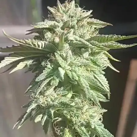 Grease Monkey S1 🔥 Dirty Bird Genetics
