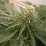 Sour Grape Diesel - James Loud