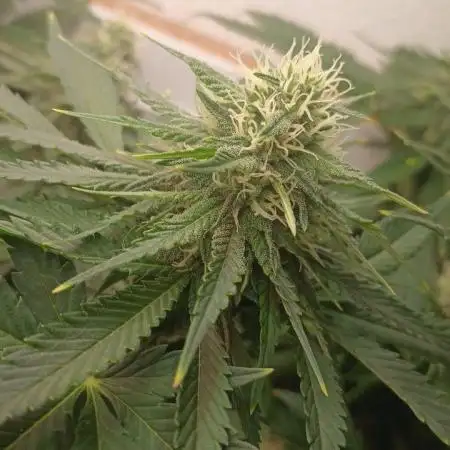 Sour Grape Diesel - James Loud