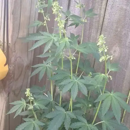 Apple Junky - Male - Homegrown Genetics