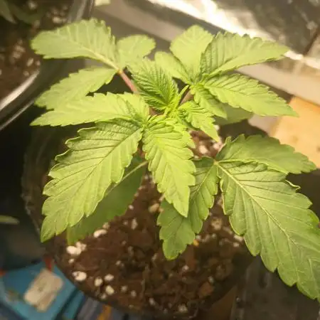 Apple Junky - Homegrown Genetics Tester!