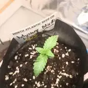 Halloween Mystery Mix #1 - IHG