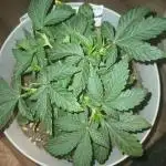 Sour Grape Diesel - James Loud
