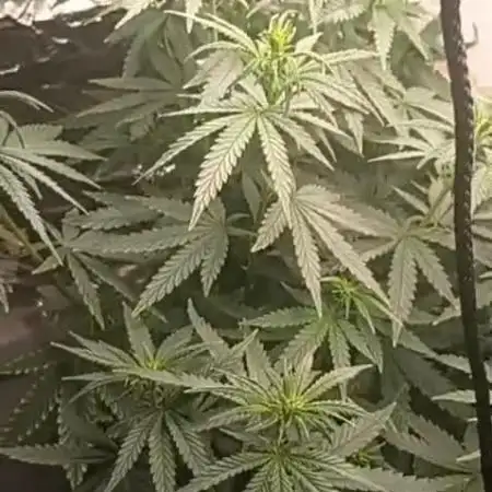 Sour Grape Diesel - James Loud