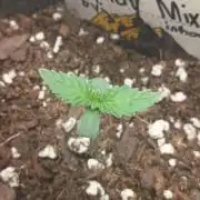 Halloween Mystery Mix #1 - IHG