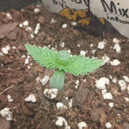 Halloween Mystery Mix #1 - IHG