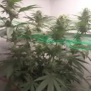 Banana Runtz | Solfire Gardens