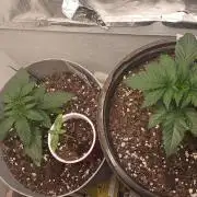 Halloween Mystery Mix #1 - IHG