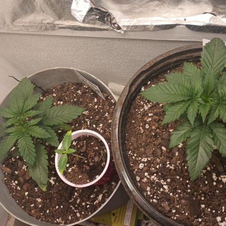 Halloween Mystery Mix #1 - IHG