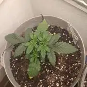 Halloween Mystery Mix #1 - IHG