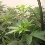 Sour Grape Diesel - James Loud