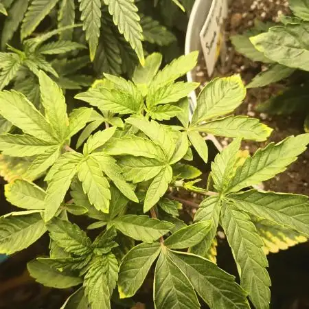 Apple Junky - Homegrown Genetics Tester!