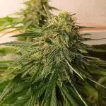 Sour Grape Diesel - James Loud