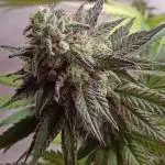 Super Fried Applez ‍♂️🍗🍎