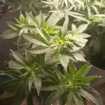Apple Junky - Homegrown Genetics Tester!