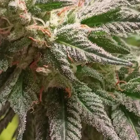 Super Fried Applez ‍♂️🍗🍎