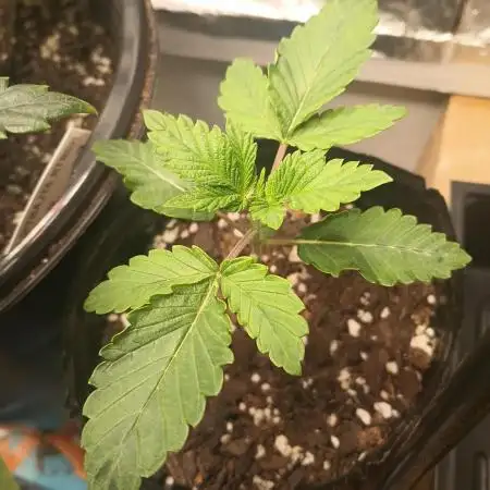Apple Junky - Homegrown Genetics Tester!