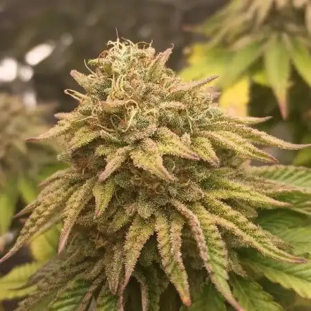 Grease Monkey S1 🔥 Dirty Bird Genetics
