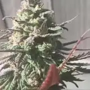 Super Fried Applez ‍♂️🍗🍎