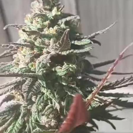 Super Fried Applez ‍♂️🍗🍎