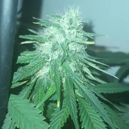 Sour Grape Diesel - James Loud