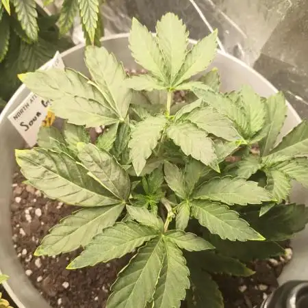 Sour Grape Diesel - James Loud