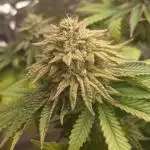 Grease Monkey S1 🔥 Dirty Bird Genetics