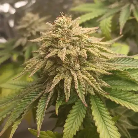 Grease Monkey S1 🔥 Dirty Bird Genetics