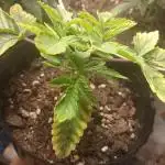 Apple Junky - Homegrown Genetics Tester!