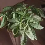 Apple Junky - Homegrown Genetics Tester!