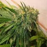 Sour Grape Diesel - James Loud