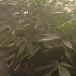 Apple Junky - Homegrown Genetics Tester!