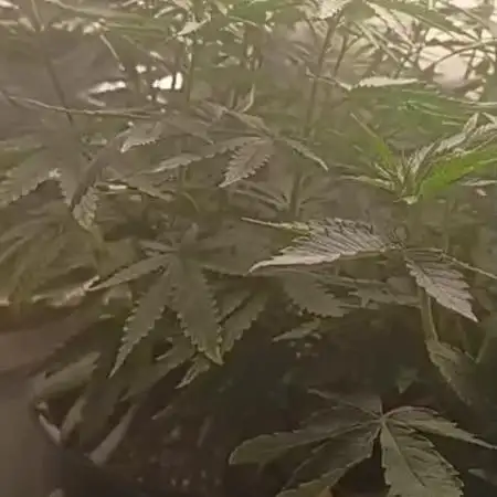 Apple Junky - Homegrown Genetics Tester!