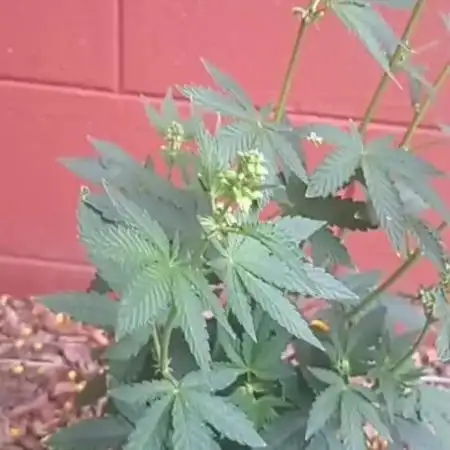 Apple Junky - Homegrown Genetics Tester!