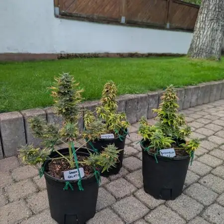 Watermelon & Green Gelato