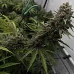Kalashnikova | Warlock | Purple Punch | Radical Juice in GHF Bio