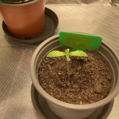 Master Kush & Rainbow chocolate xxl