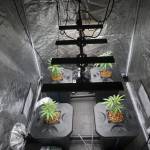 RDWC - Mimosa EVO Cloned & Manifolded