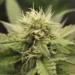 It's going tropical! Papayton - Fastbuds