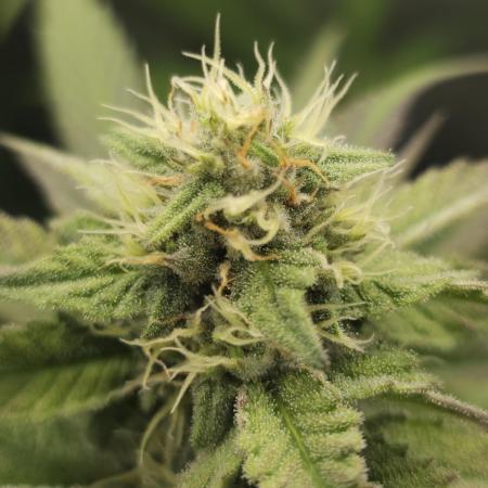 It's going tropical! Papayton - Fastbuds