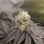 Miracle Candy of PCG - First photoperiodic grow