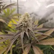 It's going tropical! Papayton - Fastbuds