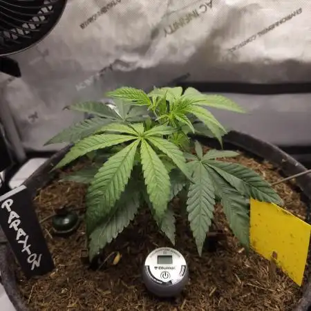 It's going tropical! Papayton - Fastbuds