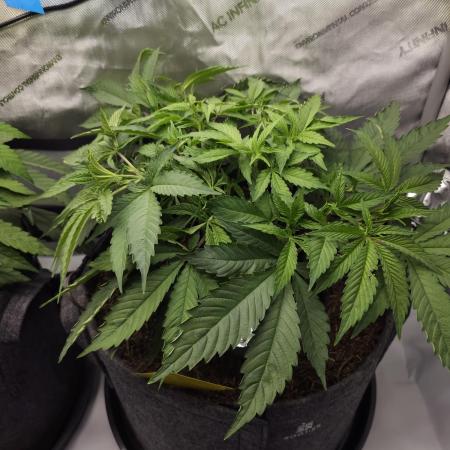 CBD is GREAT! Gush Mints 1:1 - PCG